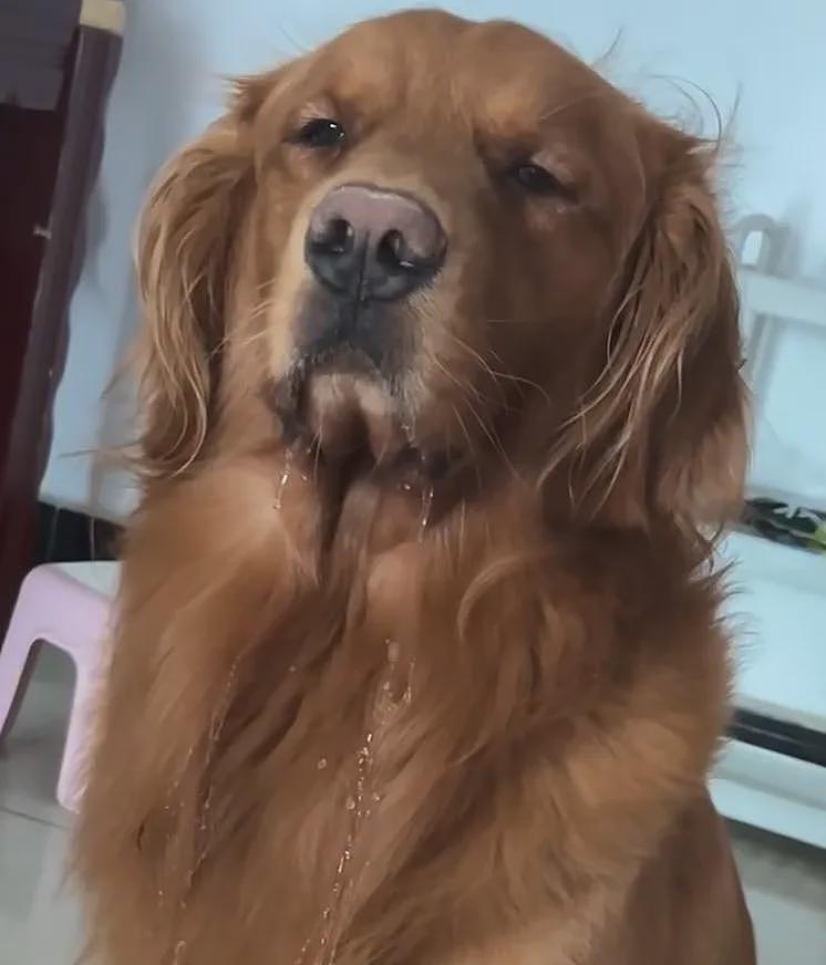 【宠物】狗子在街上跟猪仔撞衫，对血统一脸怀疑，没想到有狗已经“入赘”猪门了…（组图） - 13