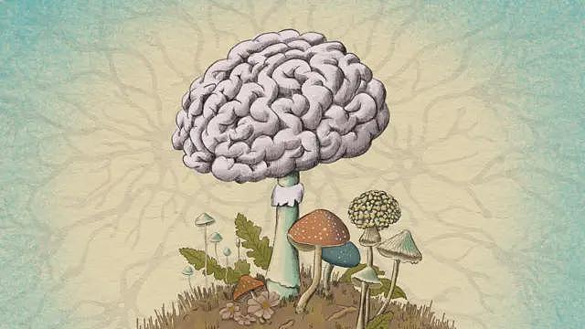 人体内充斥着真菌:但它们会否造成大脑疾病(组图) - 1