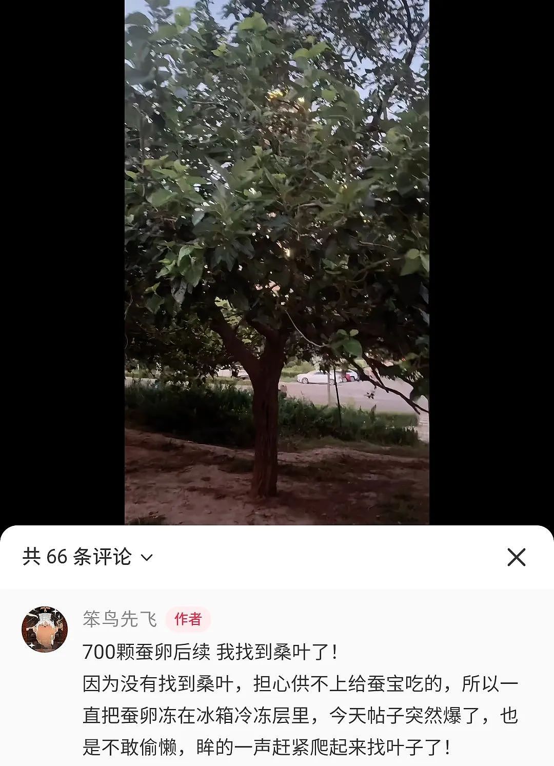 【宠物】妹子网购蚕卵,收到满满一盒?还以为碰上了良心商家,谁知评论区炸锅了:拿去送人啊啊啊(组图) - 21