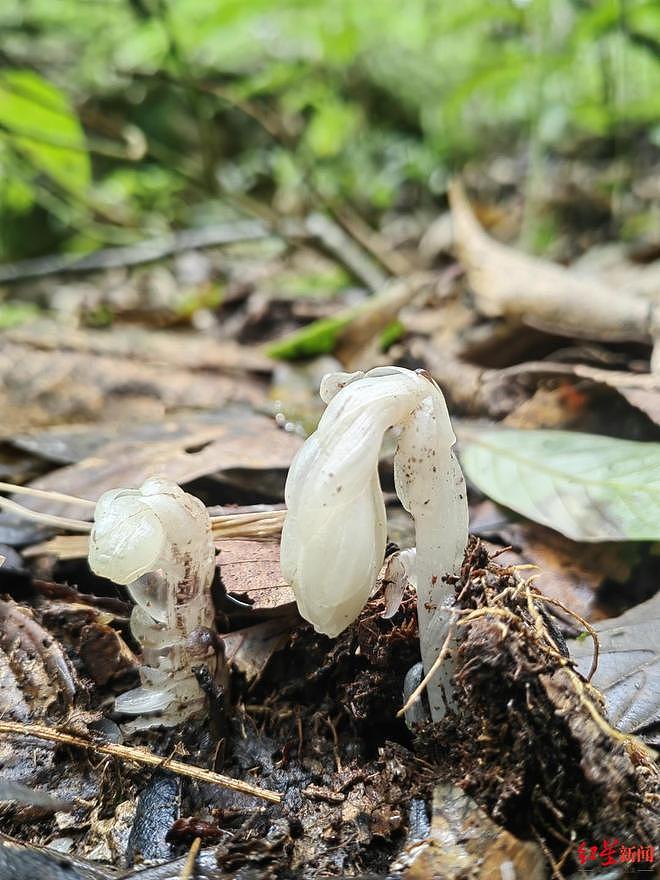被称为“冥界之花”！云南哀牢山发现7株水晶兰，一碰就枯萎，每年露出地表仅40多天（图） - 1
