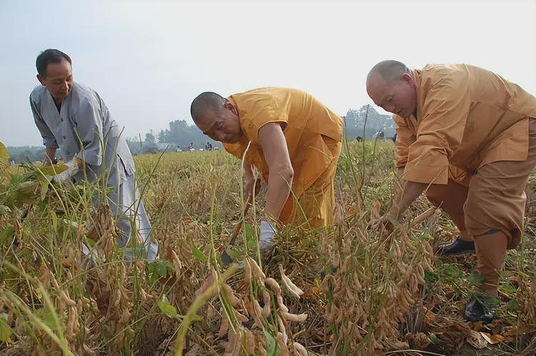 上任首日,少林寺新住持颁布多项新规!烧香免费,功德箱、扫码捐款全取消(组图) - 16