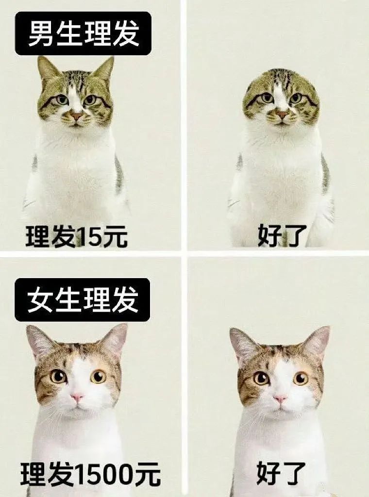 【宠物】鸡被偷走炖熟,民警一锅端走归还失主,网友们的神评笑疯了哈哈哈哈哈哈(组图) - 27