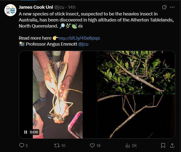 影像曝光！澳洲惊见巨无霸竹节虫，全新物种体长竟达到40公分（视频/组图） - 1