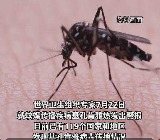 防疫！大规模释放“华丽巨蚊“， 广东超狂“以蚊制蚊“（组图） - 2