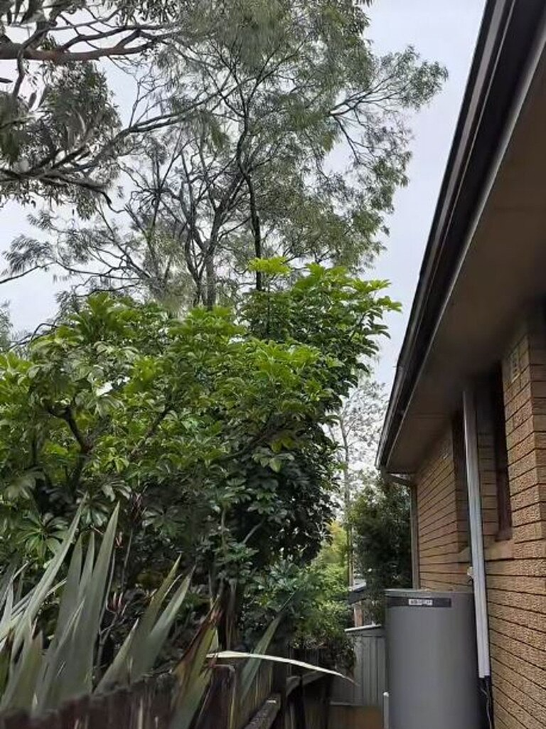 邻里之间因为树木发生纠纷怎么办？澳洲资深园艺师一招教你解决（组图） - 3