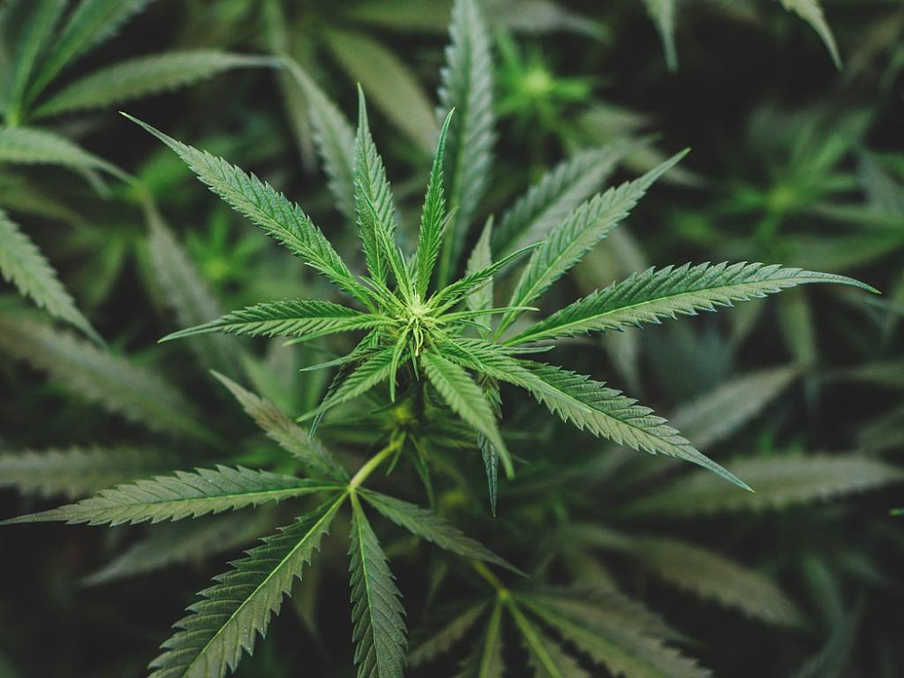 又要加新税?市政费可以随便涨?维州政府内部政策提案曝光,网友炸了!(组图) - 2