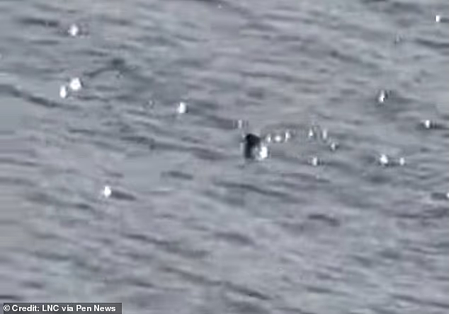 视频曝光!“尼斯湖水怪”再次现身,黑色物体逆流抬头引目击者惊呼(视频/组图) - 1