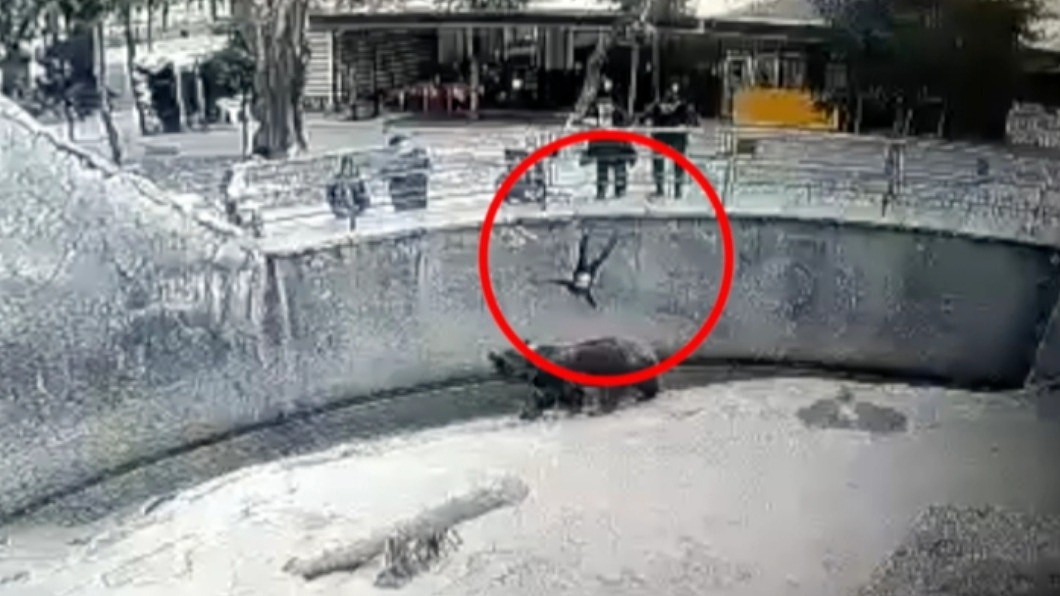 母亲带3岁女逛动物园，竟把她丢去喂棕熊，画面曝光（组图） - 1