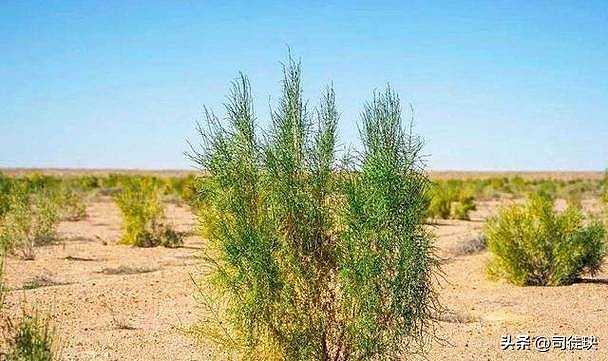 马云斥巨资在沙漠里种树，9年过去树怎样了（组图） - 3