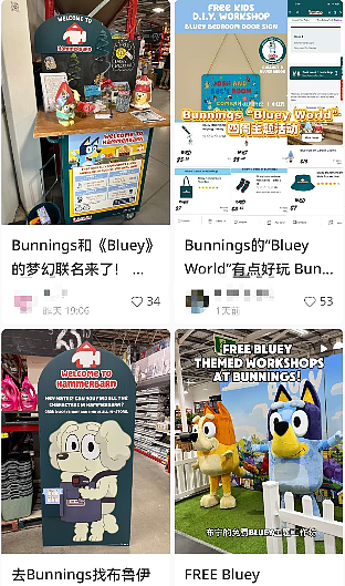 墨尔本Bunnings上演疯狂“抢夫”大战,很多人早上6点就去抢!(组图) - 2