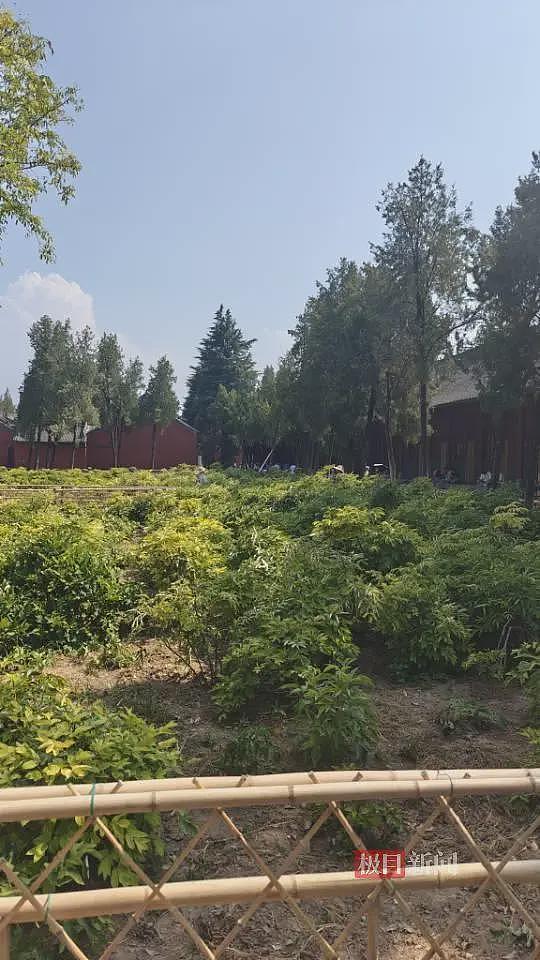 实探白马寺:僧人顶着38度高温种地,义工称寺里一直农禅并重(组图) - 5