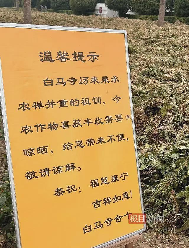 实探白马寺:僧人顶着38度高温种地,义工称寺里一直农禅并重(组图) - 2