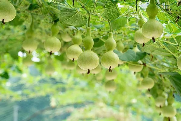 发现马上扔！有一家四口吃了被放倒，医生：煮熟也没用（组图） - 10