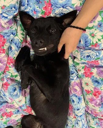 【宠物】一岁的爱犬要分房睡觉，主人很难过：它是不是不爱我了（组图） - 3