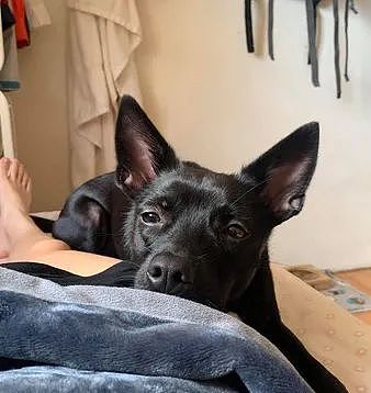 【宠物】一岁的爱犬要分房睡觉，主人很难过：它是不是不爱我了（组图） - 1