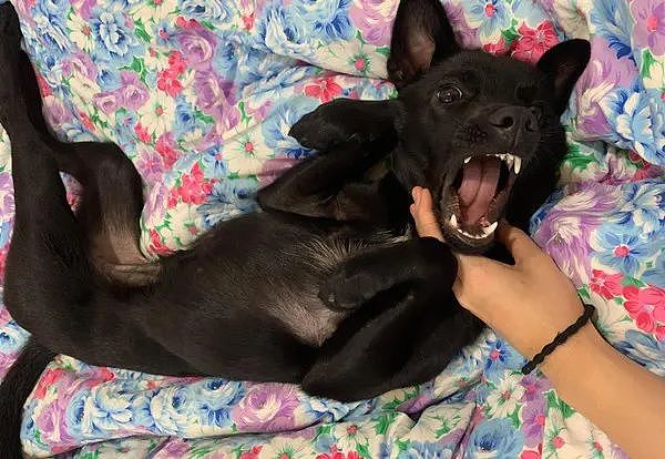 【宠物】一岁的爱犬要分房睡觉，主人很难过：它是不是不爱我了（组图） - 4