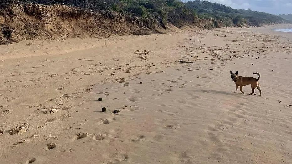 新州海滩惊现大量“神秘绿球”！当地人困惑不已，真相是...（组图） - 2
