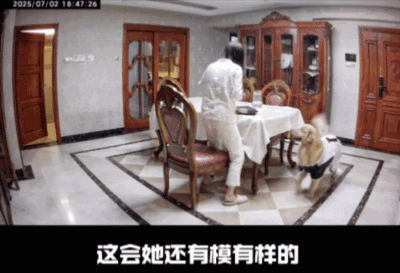 【宠物】狗狗看上了主人的汉堡，使计让主人离开张口就夺走，还贴心把门关上慢慢吃，狗：一点不贪心哦（视频/组图） - 9