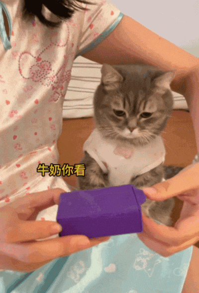 【宠物】狗狗看上了主人的汉堡，使计让主人离开张口就夺走，还贴心把门关上慢慢吃，狗：一点不贪心哦（视频/组图） - 12