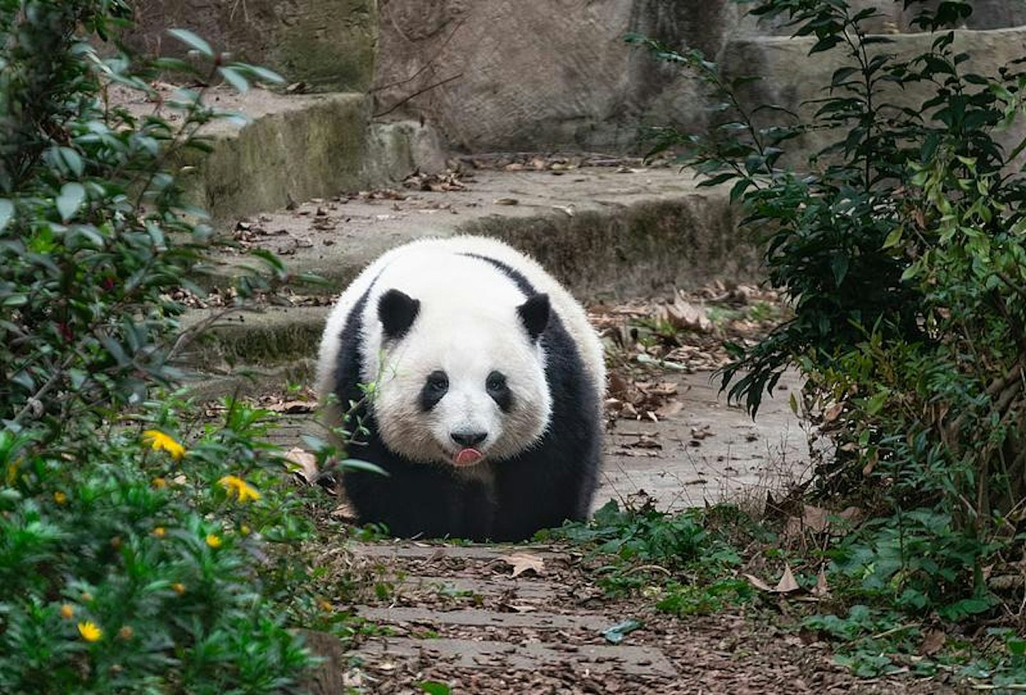 播主夫妻造谣大熊猫遭虐待，牟利17万元被判囚年余（组图） - 6