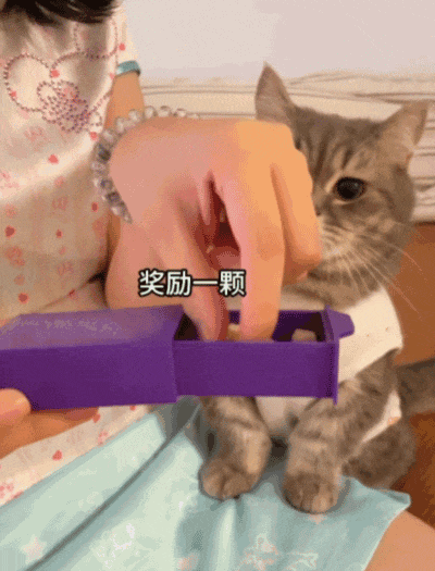 【宠物】狗狗看上了主人的汉堡，使计让主人离开张口就夺走，还贴心把门关上慢慢吃，狗：一点不贪心哦（视频/组图） - 13