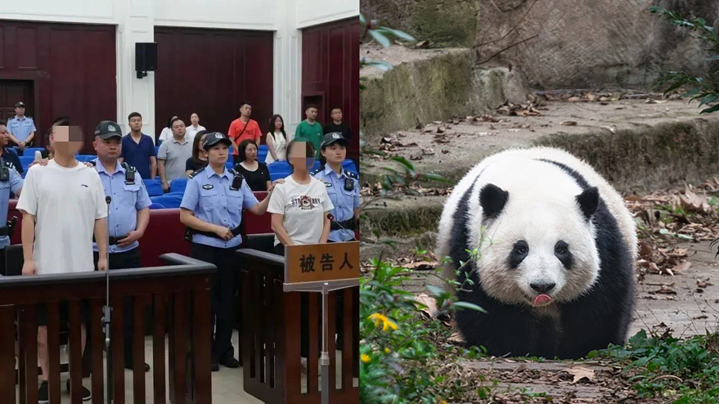 播主夫妻造谣大熊猫遭虐待，牟利17万元被判囚年余（组图） - 1