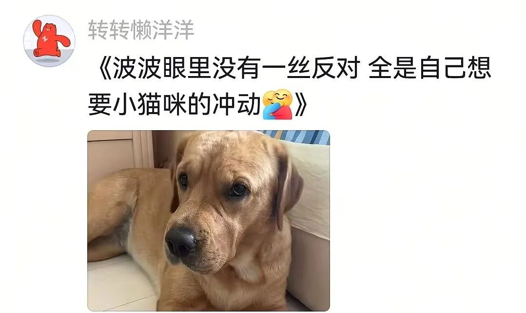 【宠物】狗狗看上了主人的汉堡，使计让主人离开张口就夺走，还贴心把门关上慢慢吃，狗：一点不贪心哦（视频/组图） - 7