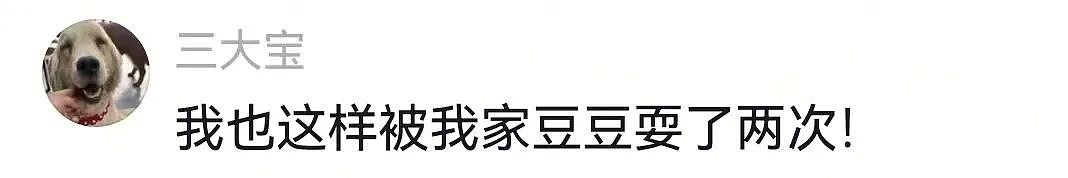 【宠物】狗狗看上了主人的汉堡，使计让主人离开张口就夺走，还贴心把门关上慢慢吃，狗：一点不贪心哦（视频/组图） - 11