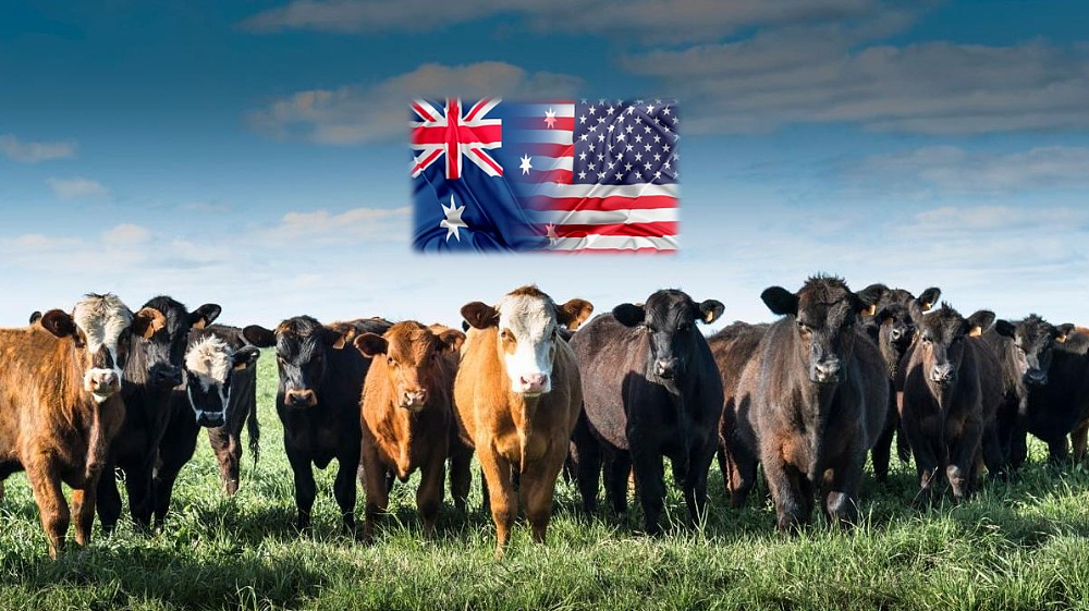 硬刚澳洲政府！Coles、WWS、麦当劳接连发声：拒绝美国货！（组图） - 5