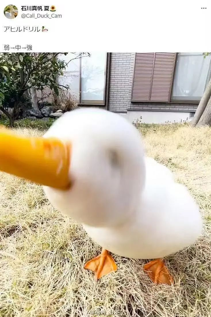 【爆笑】网友制作雨姐恋爱模拟器…？啊啊啊谁懂这个游戏的诡异程度（组图） - 16