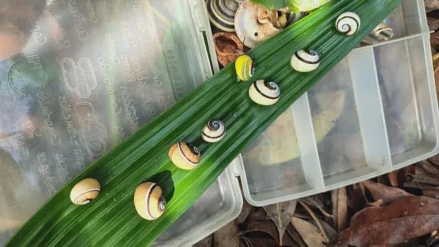 【宠物】彩条蜗牛：太美丽导致走向灭绝，科学家探索人工饲养之道（组图） - 4