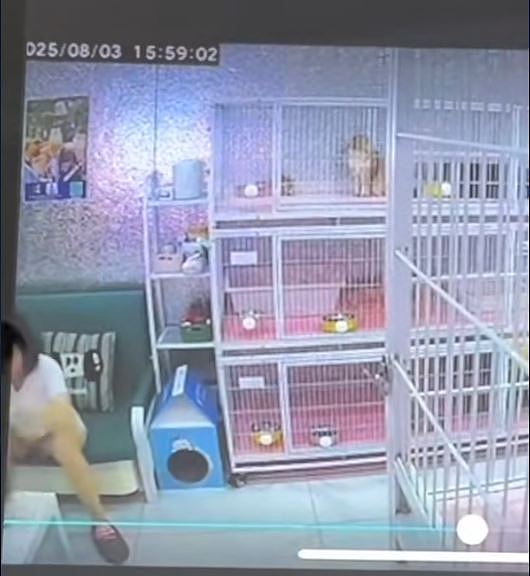 沈阳女子“心情不好”虐猫变态视频曝!猫咖:4只奶猫遭残虐致死(视频/组图) - 2