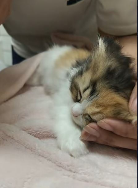 沈阳女子“心情不好”虐猫变态视频曝!猫咖:4只奶猫遭残虐致死(视频/组图) - 4