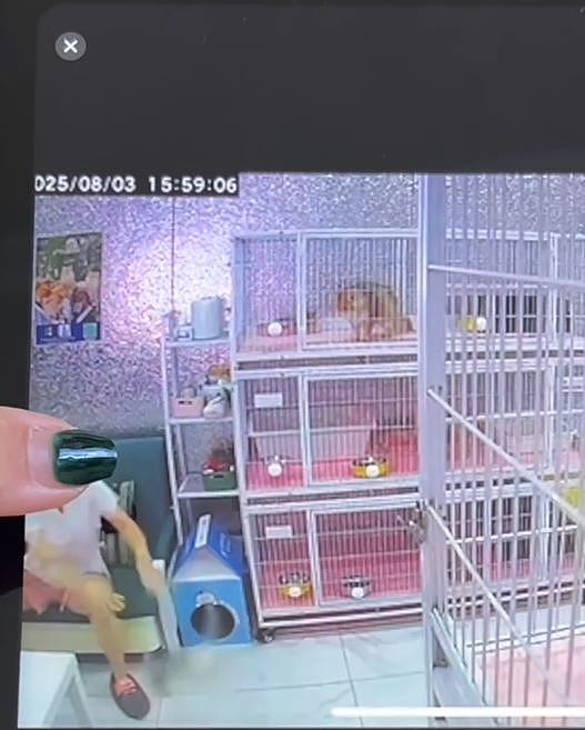 沈阳女子“心情不好”虐猫变态视频曝!猫咖:4只奶猫遭残虐致死(视频/组图) - 3