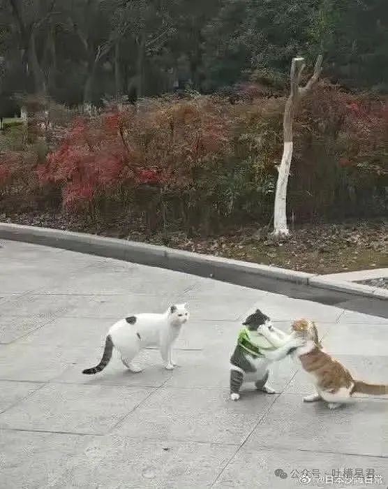 【爆笑】离职后被要求退还全部工资…？我勒个逗当员工是pdd先用后付（组图） - 21