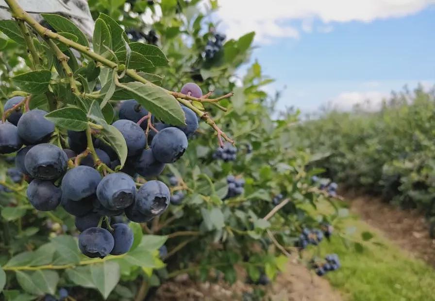 Coles和WWS均已证实：超市蓝莓告急！价格飙到这个数，网友：吃不起了…（组图） - 7