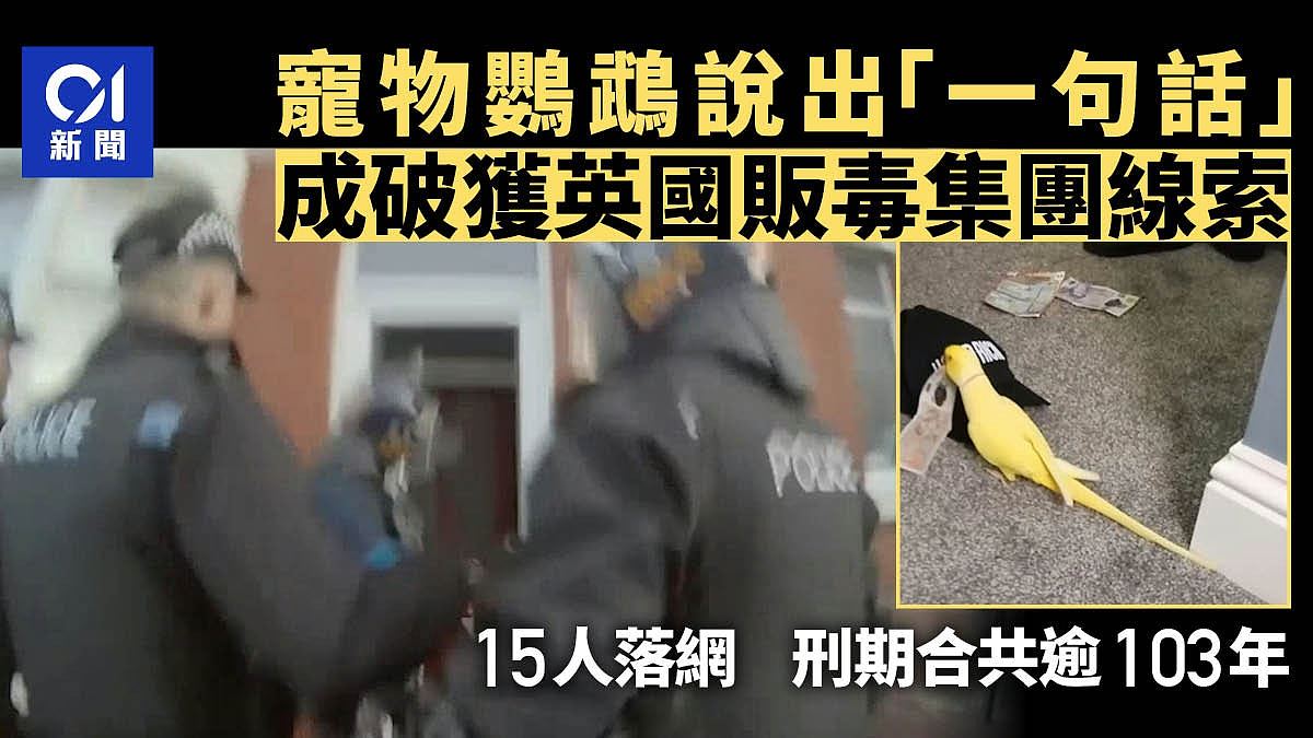 鹦鹉说出“一句话”竟成破获英国贩毒集团线索!15人判监共103年(视频/组图) - 1
