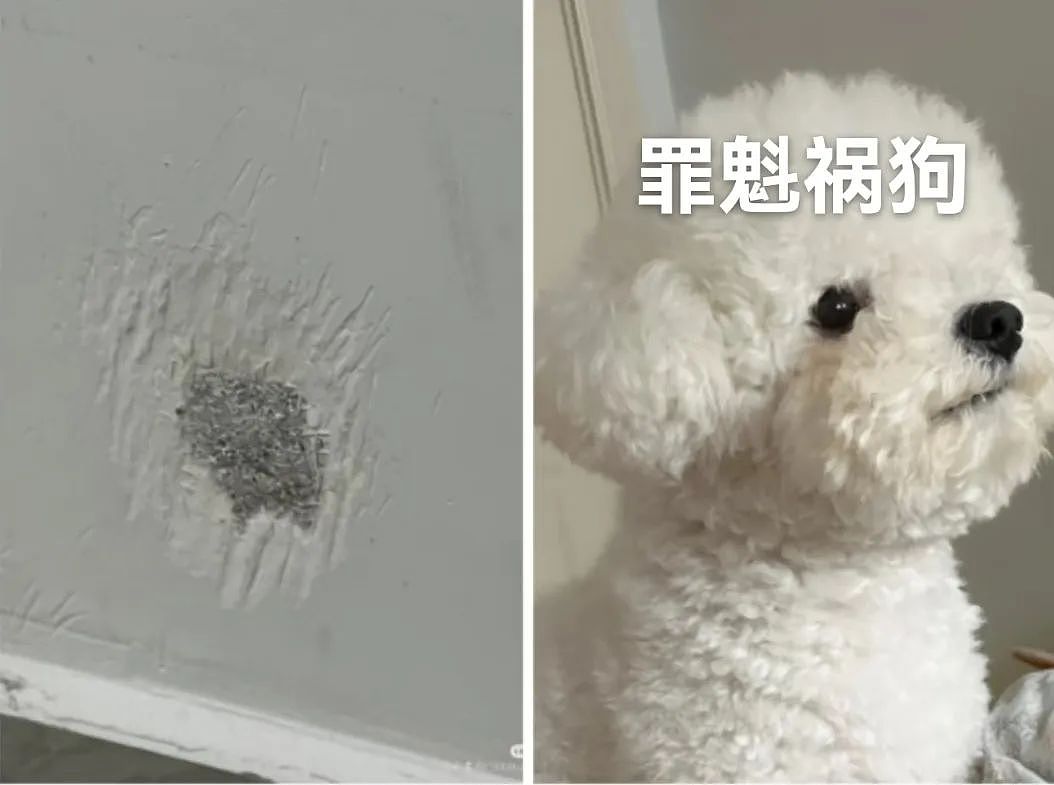 【宠物】小姐姐发现自家房子出现了一个洞，结果看到邻居的狗，狗子：你好朋友…（组图） - 9