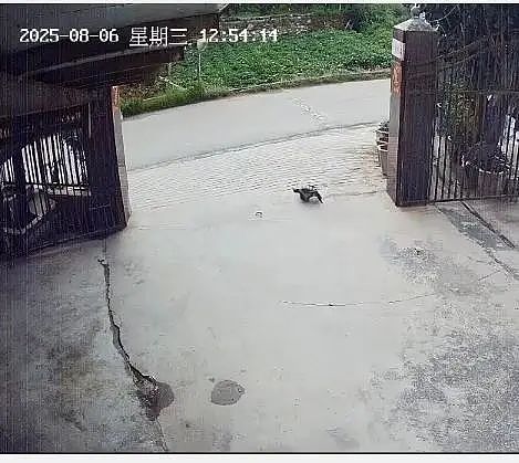 养了30多年的鳄龟被过路司机抱走，主人恳求“不要杀它，很通人性”，警方：已调监控（组图） - 1