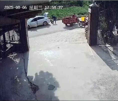 养了30多年的鳄龟被过路司机抱走，主人恳求“不要杀它，很通人性”，警方：已调监控（组图） - 2