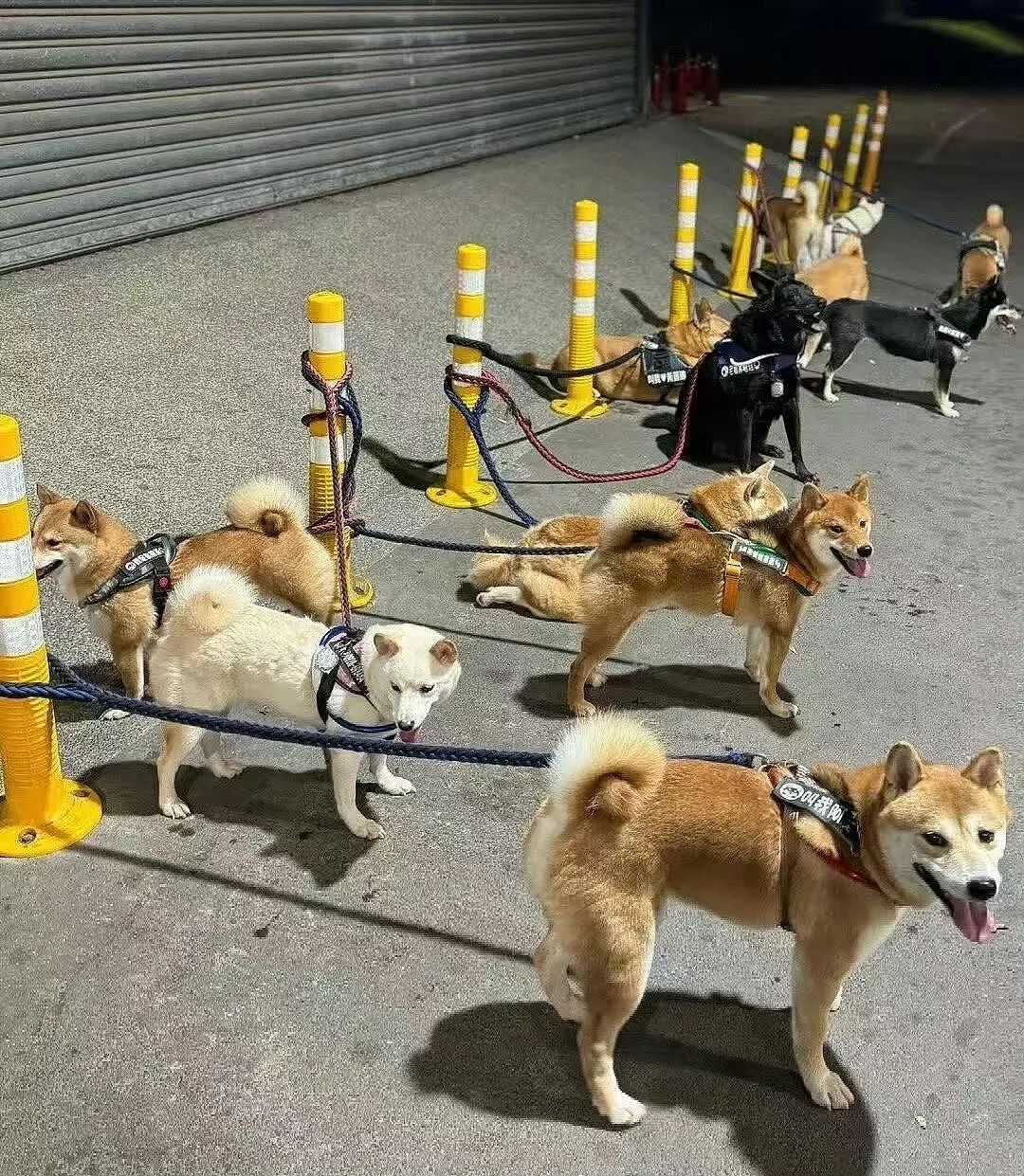 【爆笑】“网友错把自己爸爸当作女的疯狂开撩后......” 哈哈哈哈哈哈哈结局笑晕过去（组图） - 19