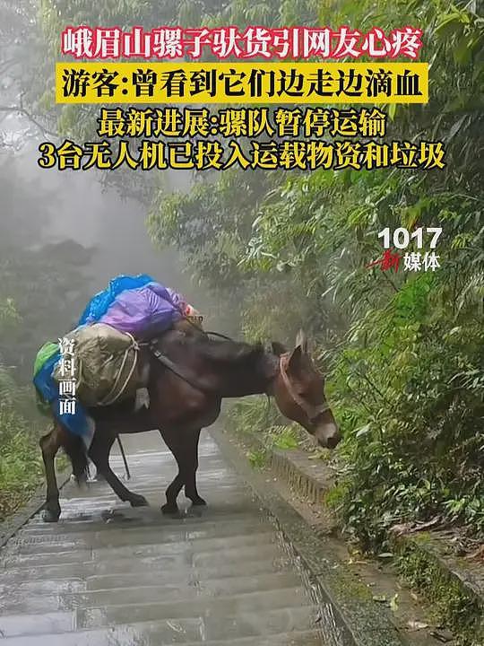 峨眉山骡队失业,只因“你多看了一眼”(图) - 1