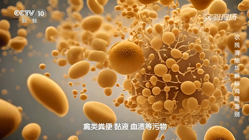 一家三口吃洗过的鸡蛋中毒！澳洲官方建议：鸡蛋不要洗！（组图） - 10