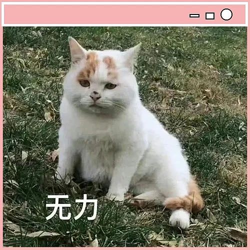 【爆笑】“女友怀孕后终于对我坦白学历？”啊啊啊学历诈骗简直太离谱了（组图） - 3