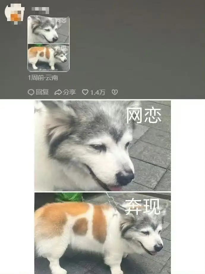 【爆笑】“女友怀孕后终于对我坦白学历？”啊啊啊学历诈骗简直太离谱了（组图） - 53