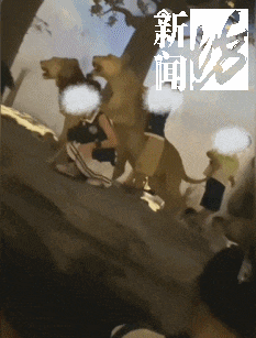 多名儿童在博物馆翻越围栏,有家长让孩子把标本抱手上拍照(组图) - 2