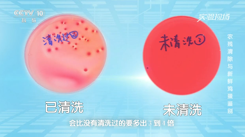 一家三口吃洗过的鸡蛋中毒！澳洲官方建议：鸡蛋不要洗！（组图） - 5