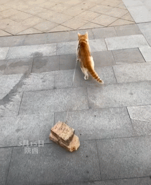 【宠物】游客看到一匹马被绑着2条腿,还以为有人虐马,正想求救…牧民:实际被虐待的,另有其人(组图) - 18