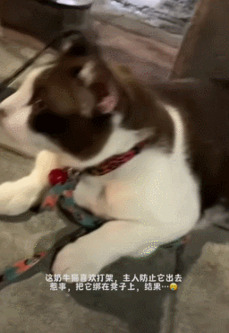 【宠物】游客看到一匹马被绑着2条腿,还以为有人虐马,正想求救…牧民:实际被虐待的,另有其人(组图) - 15