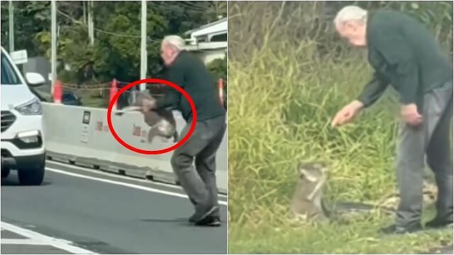 无尾熊误闯马路！澳洲阿公英勇救回，下秒超严肃训话（图） - 1